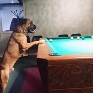 Socio cagnolino
